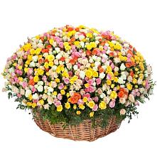 Премиум букет из: Розы #REPLACE_PRED# Сеймчане